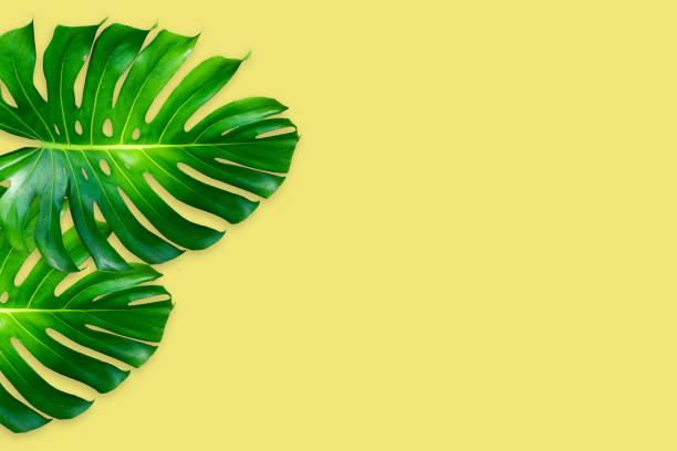 istock monstera leaves isolated on pink background 1168884046