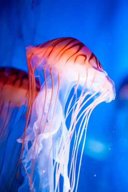 Photo of Jellyfish