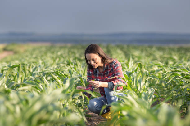 夏にトウモロコシの作物をチェック農家の女性 - corn crop corn agriculture crop ストックフォトと画像