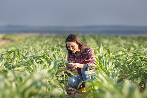 Pretty young farmer woman squatting in corn field in early summer and checking quality of leaves