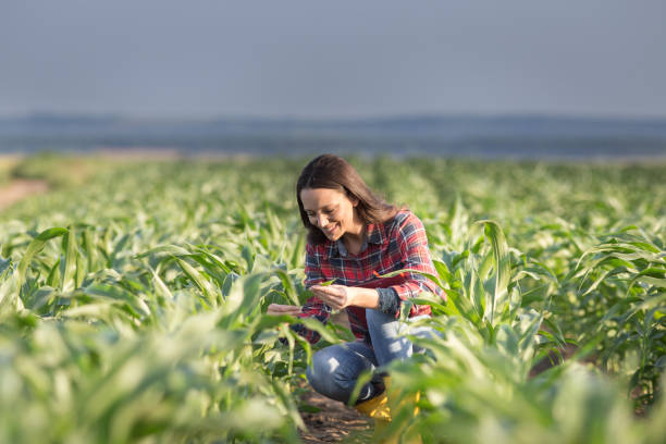 Farmer woman checking corn crop in summer Pretty young farmer woman squatting in corn field in early summer and checking quality of leaves agronomist photos stock pictures, royalty-free photos & images