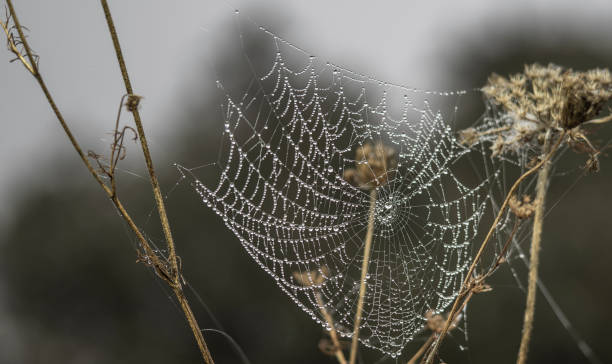 istock wet cobweb with water drops hanging over a blurred background - Image 1168885420