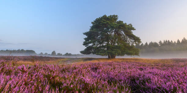 istock Blooming Heather plants in Heathland landscape during sunrise in summer 1168885773