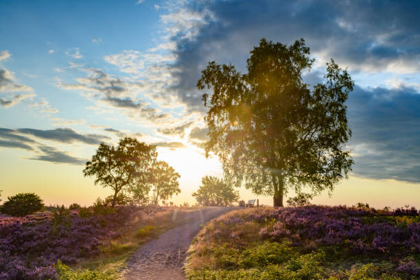 istock Blooming Heather plants in Heathland landscape during sunrise in summer 1168886489