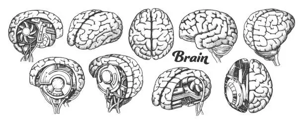 Vector illustration of Collection In Different Views Brain Set Vector