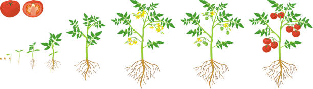 Life cycle of tomato plant. Growth stages from seed to flowering and fruiting plant with ripe red tomatoes and root system isolated on white background Life cycle of tomato plant. Growth stages from seed to flowering and fruiting plant with ripe red tomatoes and root system isolated on white background tomato plant stock illustrations