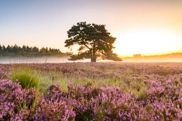 夏の日の出の間にヒースランドの風景にヘザー植物を咲かせる - heath ストックフォトと画像