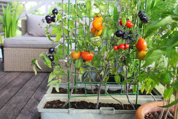 Container vegetables gardening. Vegetable garden on a terrace. Red, orange, yellow, black tomatoes growing in container stock photo