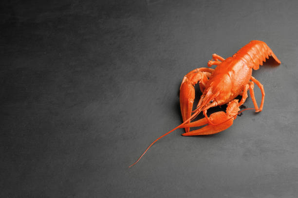 istock lobster on black background top view 1168888128