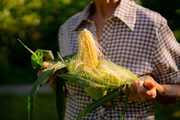 istock senior woman remove raw fresh  corn skin on the farm 1168888528