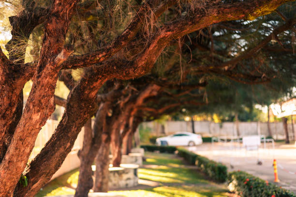 grandes pinos plantados en parques - planted pines fotografías e imágenes de stock