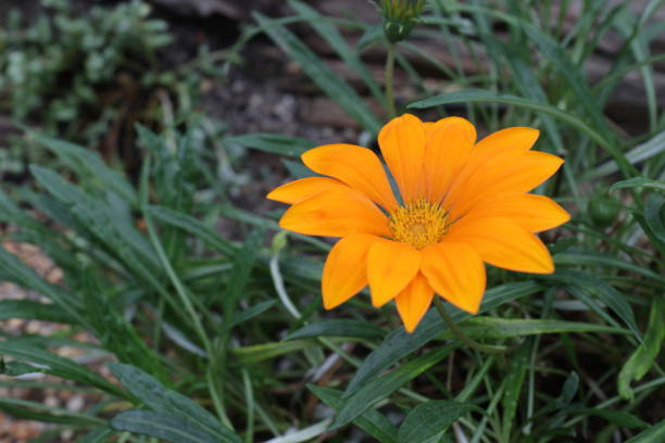 istock Close up Single Yellow Daisy in the Garden 1168890189