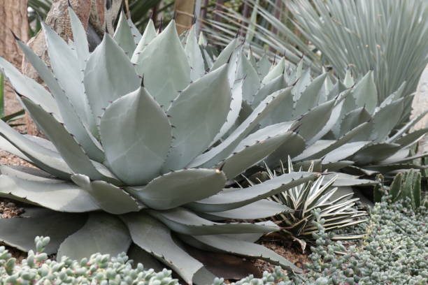 istock Close up cactus Plant 1168890459