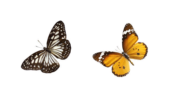 istock Set of butterflies 1168891410