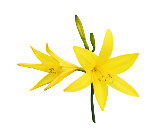 istock Yellow lily flowers and buds 1168891440