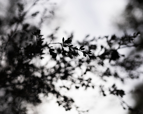 Looking up at tree leaves and the sky in black and white