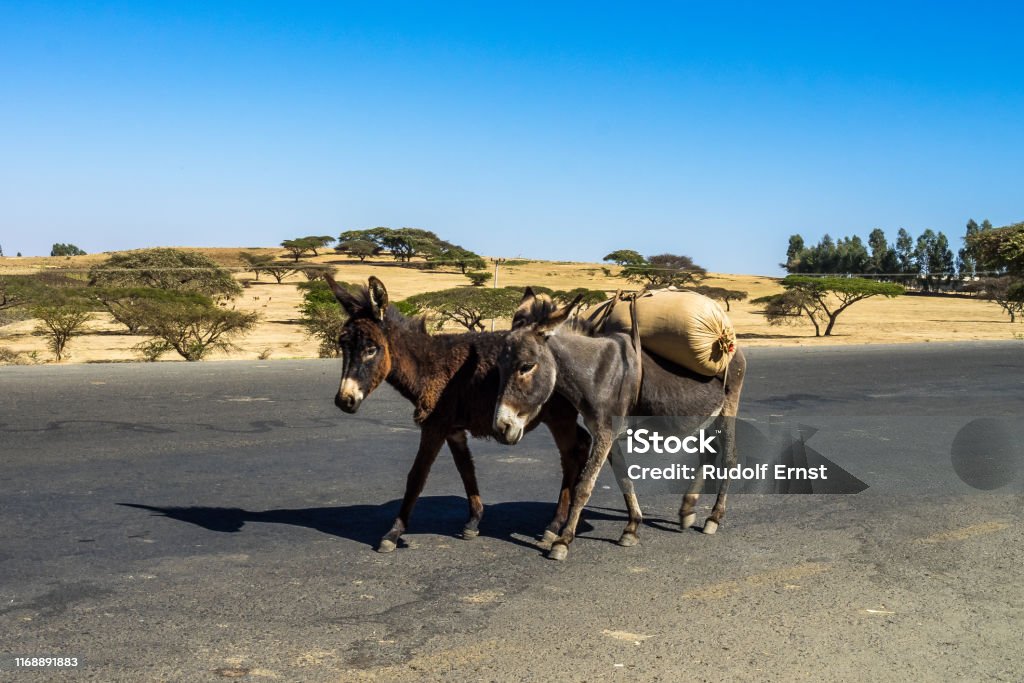 Donkeys On The Road From Gondar To The Simien Mountains Ethiopia Africa  Stock Photo - Download Image Now - iStock