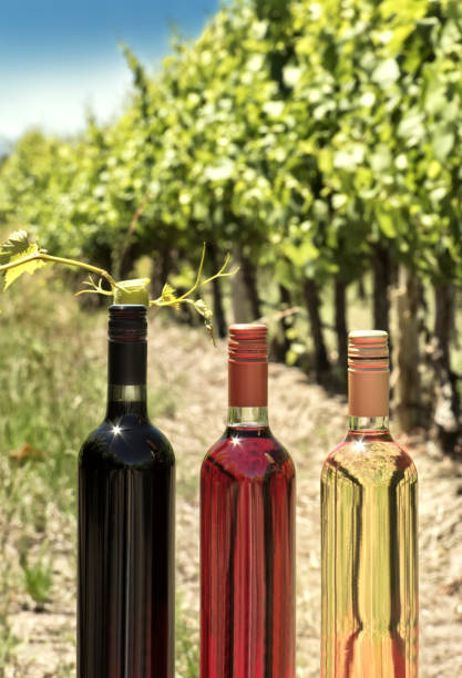 degustacja wina czerwonego, białego i różowego, w twoim terroir - vineyard napa valley california vertical zdjęcia i obrazy z banku zdjęć