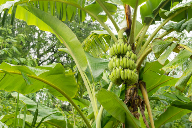 los plátanos crudos están en el árbol. - banana plantation green tree fotografías e imágenes de stock