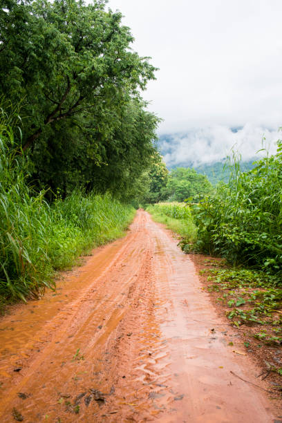 istock Road to the cornfield entrance 1168894085