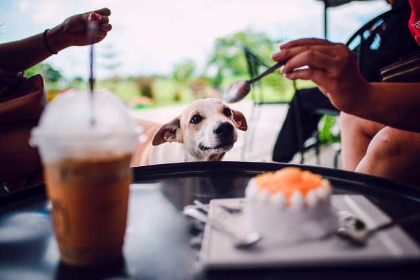 istock Dog wants to eat cake 1168895403