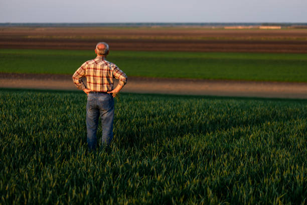 istock Senior farmer standing in young wheat field and examining crop. 1168897296
