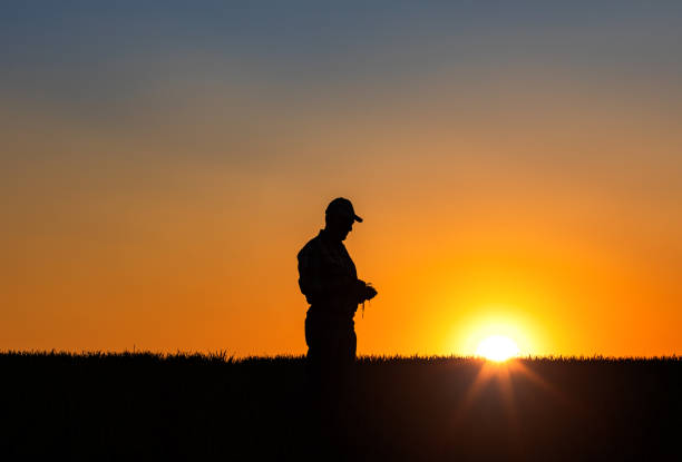 силуэт старшего фермера, гуляя в поле, осматривает урожай на закате. - retirement sun sunset senior adult стоковые фото и изображения