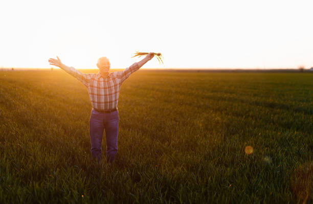 istock Senior farmer standing in young wheat field and examining crop. 1168897981