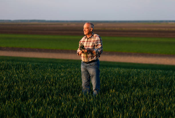 Senior farmer standing in young wheat field and examining crop.