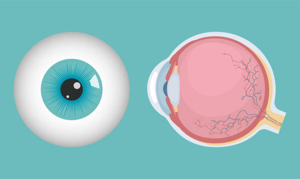 illustrazioni stock, clip art, cartoni animati e icone di tendenza di bulbo oculare - bulbo oculare