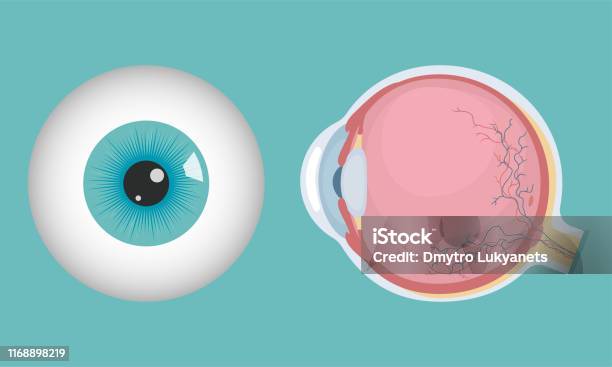 Eyeball Stockvectorkunst en meer beelden van Oog - Oog, Anatomie, Oogbol