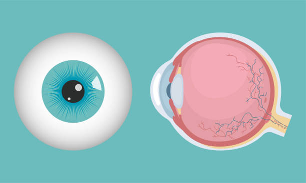 eyeball Human eyeball icon. Human eye structure. Vector illustration. cornea stock illustrations