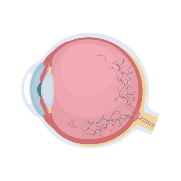 ilustraciones, imágenes clip art, dibujos animados e iconos de stock de globo ocular - sensory perception eyeball human eye eyesight