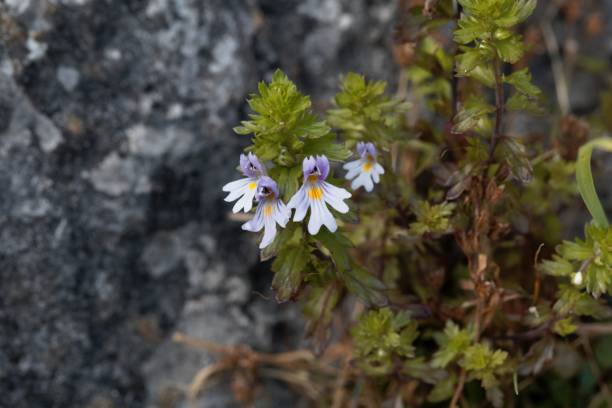 Flowers of the eyebright Euphrasia salisburgensis Flowers of the eyebright Euphrasia salisburgensis, an species from Europe. euphrasia stock pictures, royalty-free photos & images
