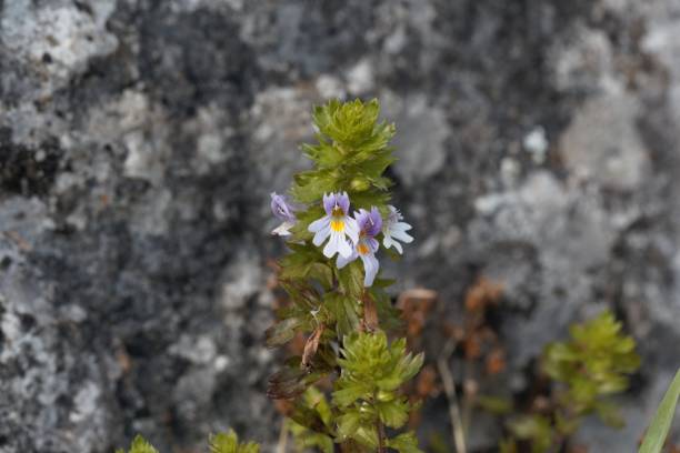 Flowers of the eyebright Euphrasia salisburgensis Flowers of the eyebright Euphrasia salisburgensis, an species from Europe. eyebright stock pictures, royalty-free photos & images