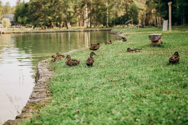 Mallard duck standing outdoors in green grass