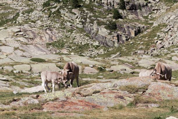 istock Cows at the pasture in the Pyrenees 1168904882