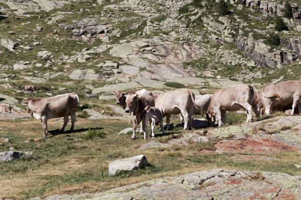 istock Cows at the pasture in the Pyrenees 1168906007