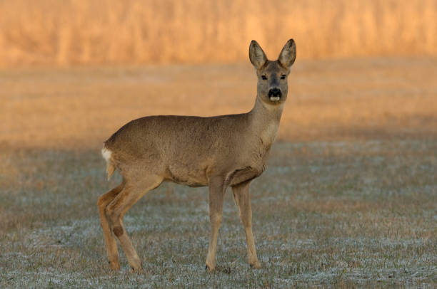 female of Roe deer (Capreolus capreolus)