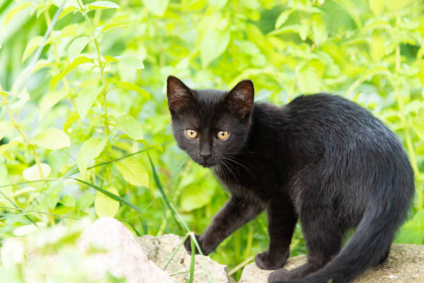 istock Little kitten is playing in the garden 1168907218