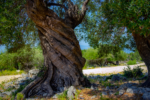 olive tree in park