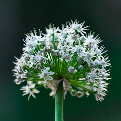 Close up of a white onion flowers and petals isolated in dark green background. Square macro picture with selective focus and copy space flower details with blurred backdrop.