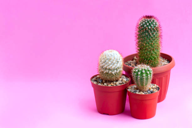 istock Homemade cacti on pink background 1168910430