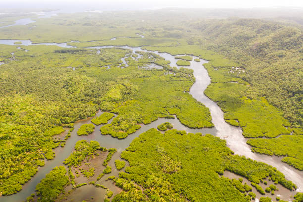 istock Mangroves, top view. Mangrove forest and winding rivers 1168910984