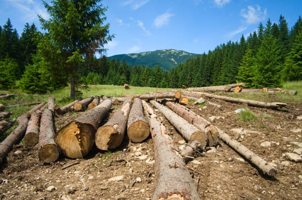 istock Heap of log wood pine forest trees 1168911702