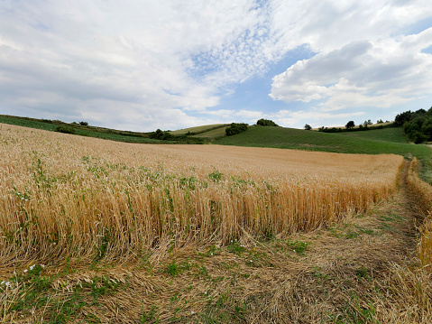 Agricultural landscape with a mosaic of arable fields in full summer