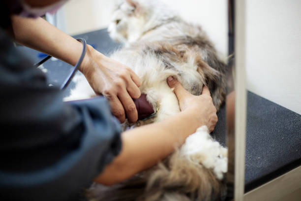 istock Woman are cleaning a dog. 1168912470