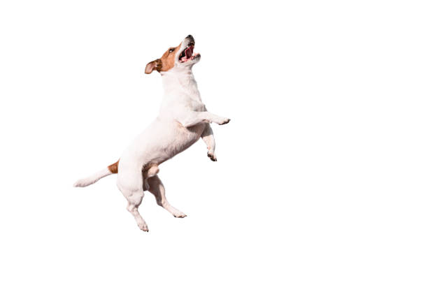 Funny Jack Russell Terrier dog jumping up isolated on white background Dog on white background rearing up on hind legs jack russell terrier stock pictures, royalty-free photos & images