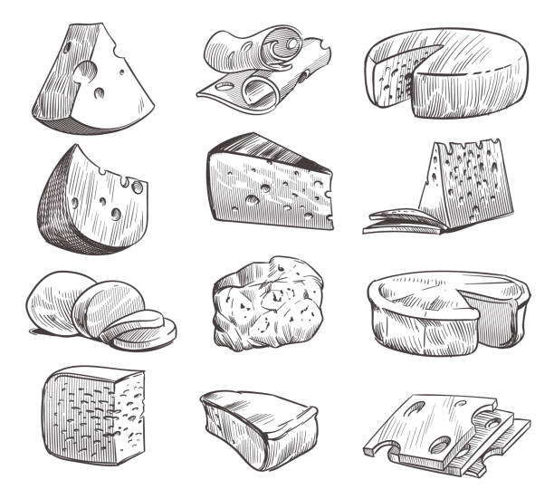 illustrations, cliparts, dessins animés et icônes de esquissez le fromage. différents types de fromages. collation laitier au cheddar frais, feta et parmesan. ensemble isolé de vecteur rétro dessiné à la main - parmesan cheese cheese portion italian culture