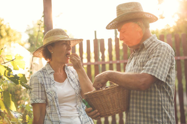istock Senior couple tasting grape from their vineyard 1168914674